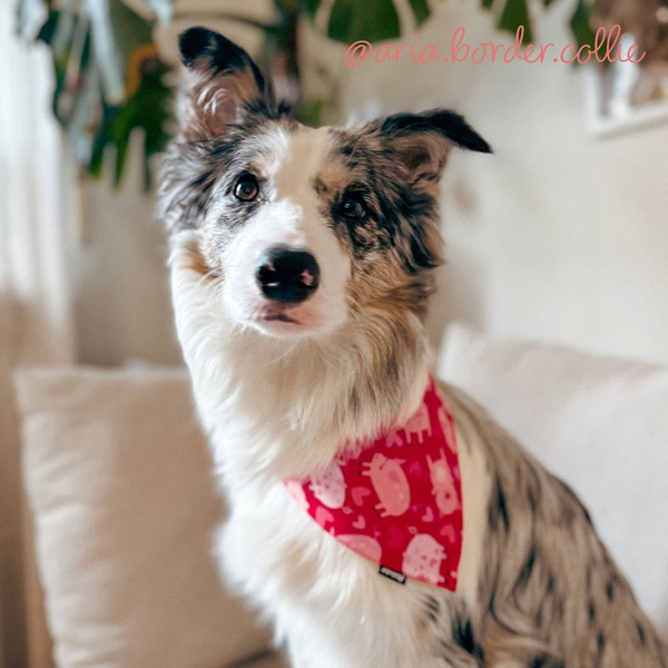 Piggy in Love Psiakrew Bandana, gebundenes Taschentuch, Baumwollschal