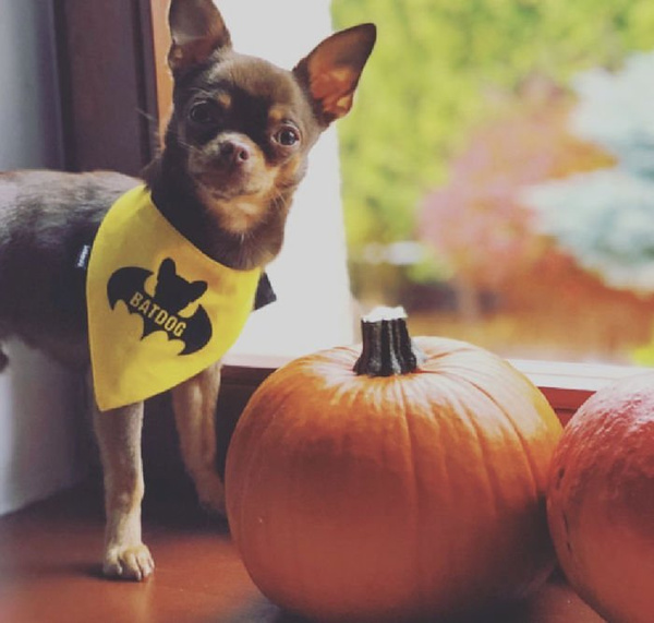 Dog Bandana Bat Dog handkerchief style to tie around your pet’s neck