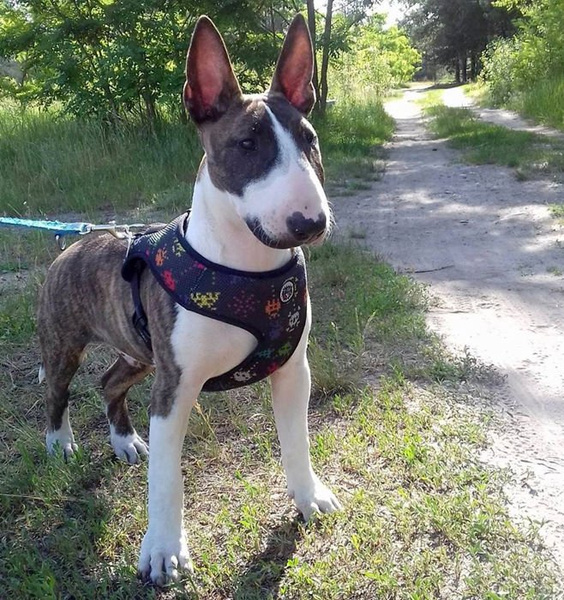 Dog Harness Invaders Psiakrew, Always Feeling Cool, Super Soft