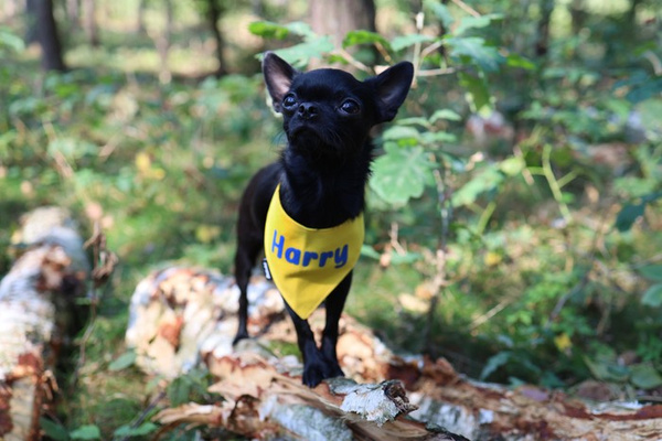 Psiakrew Bandana mit dem Namen des Hundes
