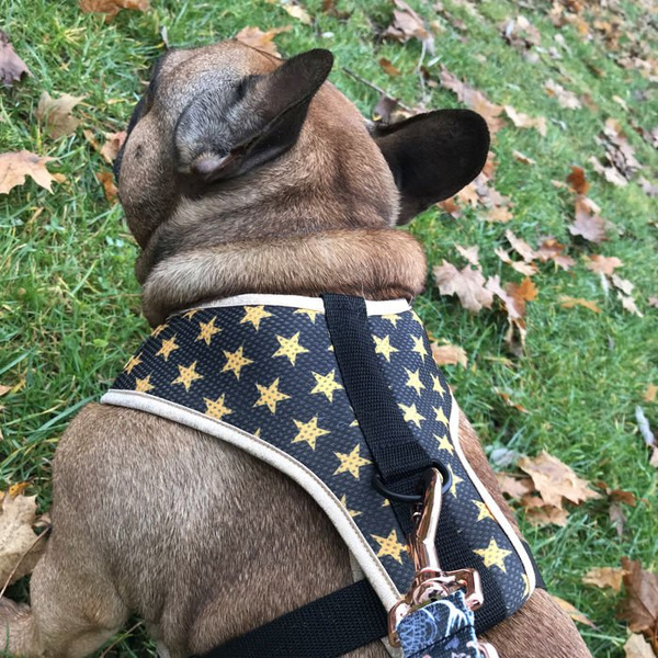 Dog Harness Gold Stars Always Feeling Cool, Super Soft Psiakrew