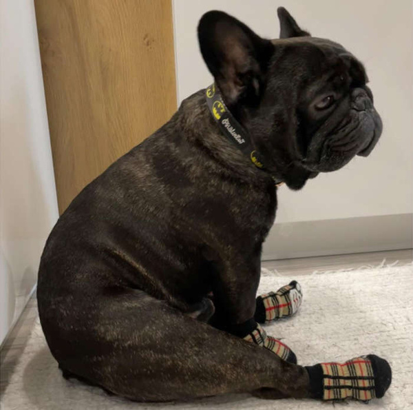 Obroża dla Psa Regulowana Bat Dog, wąska 2 cm, dla mniejszych psów i szczeniaków, czarne okucia