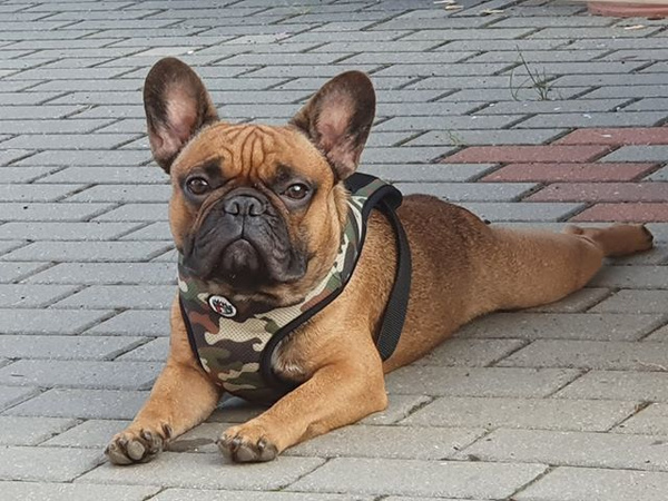 Szelki dla Psa Camo bezuciskowe Wygodne Ultramiękkie Psiakrew