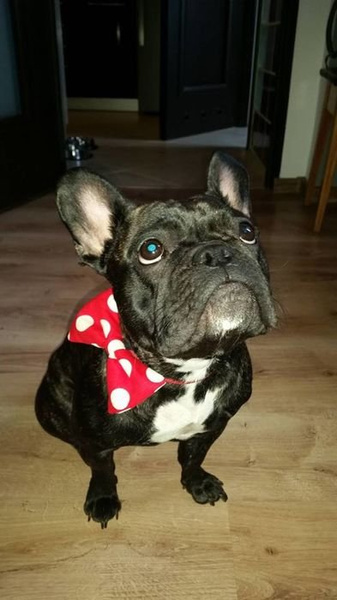 Dog Bow Tie, gift for dog, Pet Bow Tie, Bowtie, Collar Attachment, model Toadstool