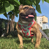 Dog Harness, Always Feeling Cool, Super Soft Psiakrew Watermelon