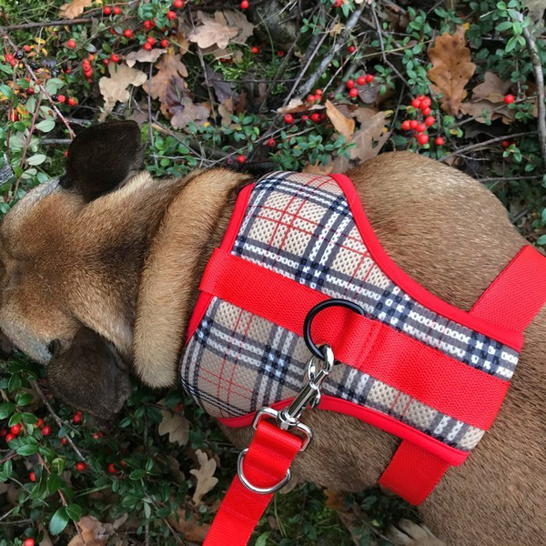 Dog Harness Dogberry, Always Feeling Cool, Super Soft Psiakrew