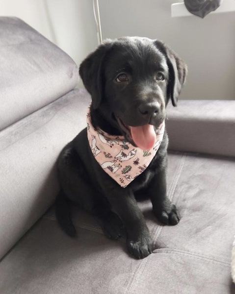 Premium Dog Bandana Llama handkerchief style to tie around your pet’s neck