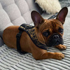 Dog Harness Donatella, Always Feeling Cool, Super Soft Psiakrew 