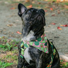 ACCESSORY KIT. Medium dog. Psiakrew Guacamole Time Series; Collar, Harness, Leash, Bandana