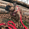 Dog Harness Dogberry, Always Feeling Cool, Super Soft Psiakrew