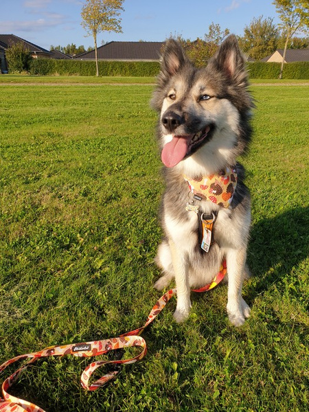 Premium Hundehalstuch, Träumer Igel-Taschentuch zum Binden um den Hals Ihres Haustieres