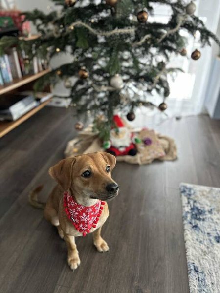 Dog Bandana Snowflakes handkerchief style to tie around your pet’s neck