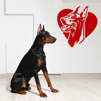 Naklejka na ścianę, auto Pies Doberman Love Psiakrew